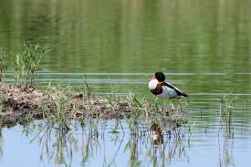 Attēlu rezultāti vaicājumam “Tadorna tadorna male”