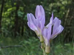 Attēlu rezultāti vaicājumam “Astragalus arenarius”