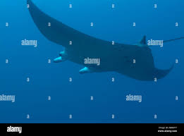 Image result for Mobula tarapacana