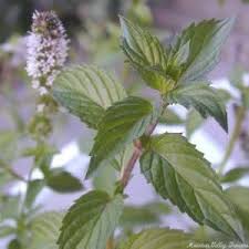 Image result for Menta x piperita