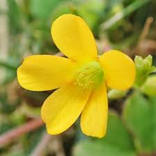 Attēlu rezultāti vaicājumam “Oxalis corniculata”