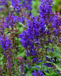 Image result for Salvia nemorosa
