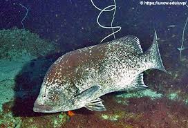 Image result for Dermatolepis inermis