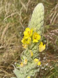 Attēlu rezultāti vaicājumam “Verbascum densiflorum flower”