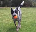 Australian Cattle Dog, Blue Heeler Dog Breed Guide, Red Heeler ...