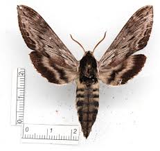 Attēlu rezultāti vaicājumam “Pohlia sphagnicola”