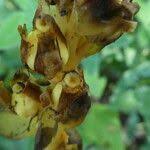 Attēlu rezultāti vaicājumam “Monotropa hypopitys fruit”