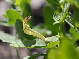 Attēlu rezultāti vaicājumam “Aristolochiaceae”