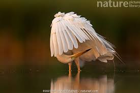 Attēlu rezultāti vaicājumam “Egretta alba”