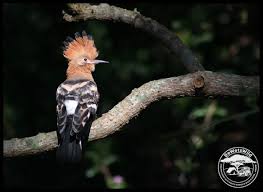 Attēlu rezultāti vaicājumam “Upupa epops adult”