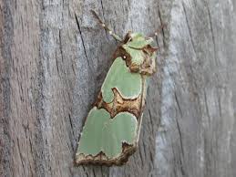 Attēlu rezultāti vaicājumam “Staurophora celsia”