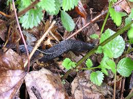 Attēlu rezultāti vaicājumam “Limax cinereoniger”