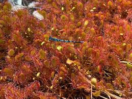 Attēlu rezultāti vaicājumam “Drosera x obovata leaf”