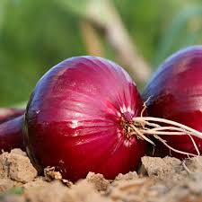 Attēlu rezultāti vaicājumam “Allium cepa”