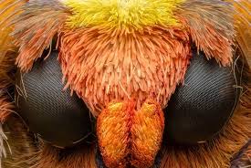 Attēlu rezultāti vaicājumam “Zygaena cocoon”