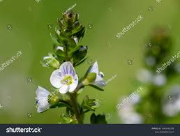Attēlu rezultāti vaicājumam “Veronica serpyllifolia”