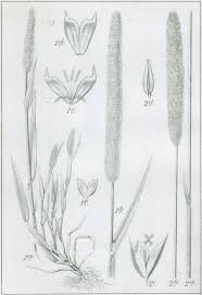 Attēlu rezultāti vaicājumam “Phleum phleoides fruit”