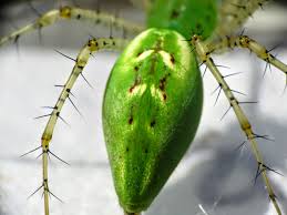 Attēlu rezultāti vaicājumam “Trichia longipalpis macro”