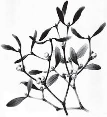 Attēlu rezultāti vaicājumam “Viscum album”