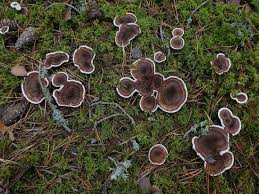 Attēlu rezultāti vaicājumam “Phellodon tomentosus”