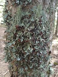 Attēlu rezultāti vaicājumam “Parmelia submontana”