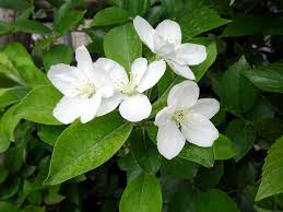 Attēlu rezultāti vaicājumam “Malus prunifolia”