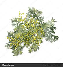 Attēlu rezultāti vaicājumam “Artemisia absinthium flower”