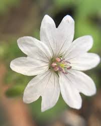Attēlu rezultāti vaicājumam “Geranium pyrenaicum flower”