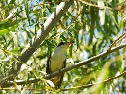 Image result for Coccyzus americanus