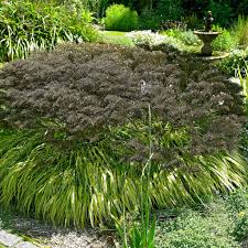 Attēlu rezultāti vaicājumam “Alopecurus pratensis fruit”