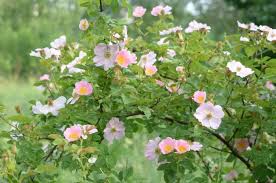 Image result for Rosa canina