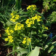 Image result for Cheiranthus cheiri