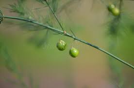Attēlu rezultāti vaicājumam “Asparagus officinalis fruit”