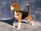 Gun Dog Training eTraining Dog Collars