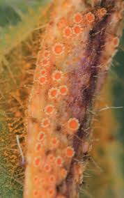 Attēlu rezultāti vaicājumam “Puccinia urticata”