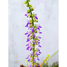 Image result for Colenorton Dragons