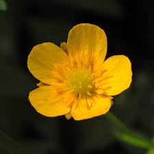 Attēlu rezultāti vaicājumam “Ranunculus auricomus”