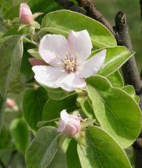 Attēlu rezultāti vaicājumam “Cydonia oblonga flower”