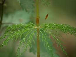 Attēlu rezultāti vaicājumam “Equisetum sylvaticum”