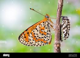 Attēlu rezultāti vaicājumam “Melitaea didyma male”