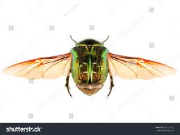 Attēlu rezultāti vaicājumam “Cetonia aurata”