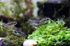 Image result for fish corydoras