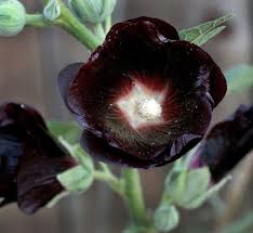 Attēlu rezultāti vaicājumam “Alcea rosea bud”