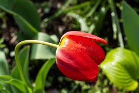 Attēlu rezultāti vaicājumam “Tulipa gesneriana”