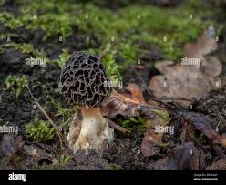 Attēlu rezultāti vaicājumam “Morchella esculenta”