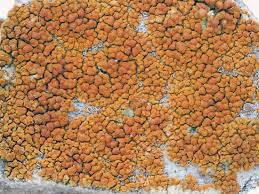 Attēlu rezultāti vaicājumam “Caloplaca scopularis”