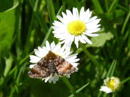 Attēlu rezultāti vaicājumam “Panemeria tenebrata”