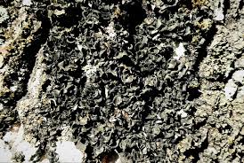 Attēlu rezultāti vaicājumam “Leptogium saturninum”