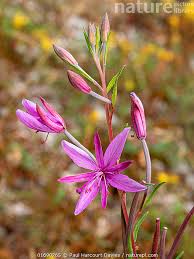 Attēlu rezultāti vaicājumam “Epilobium angustifolium flower”