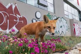 Attēlu rezultāti vaicājumam “Vulpes vulpes  juvenile”